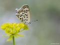 Lycaena euphratica (Fıratbakırgüzeli)